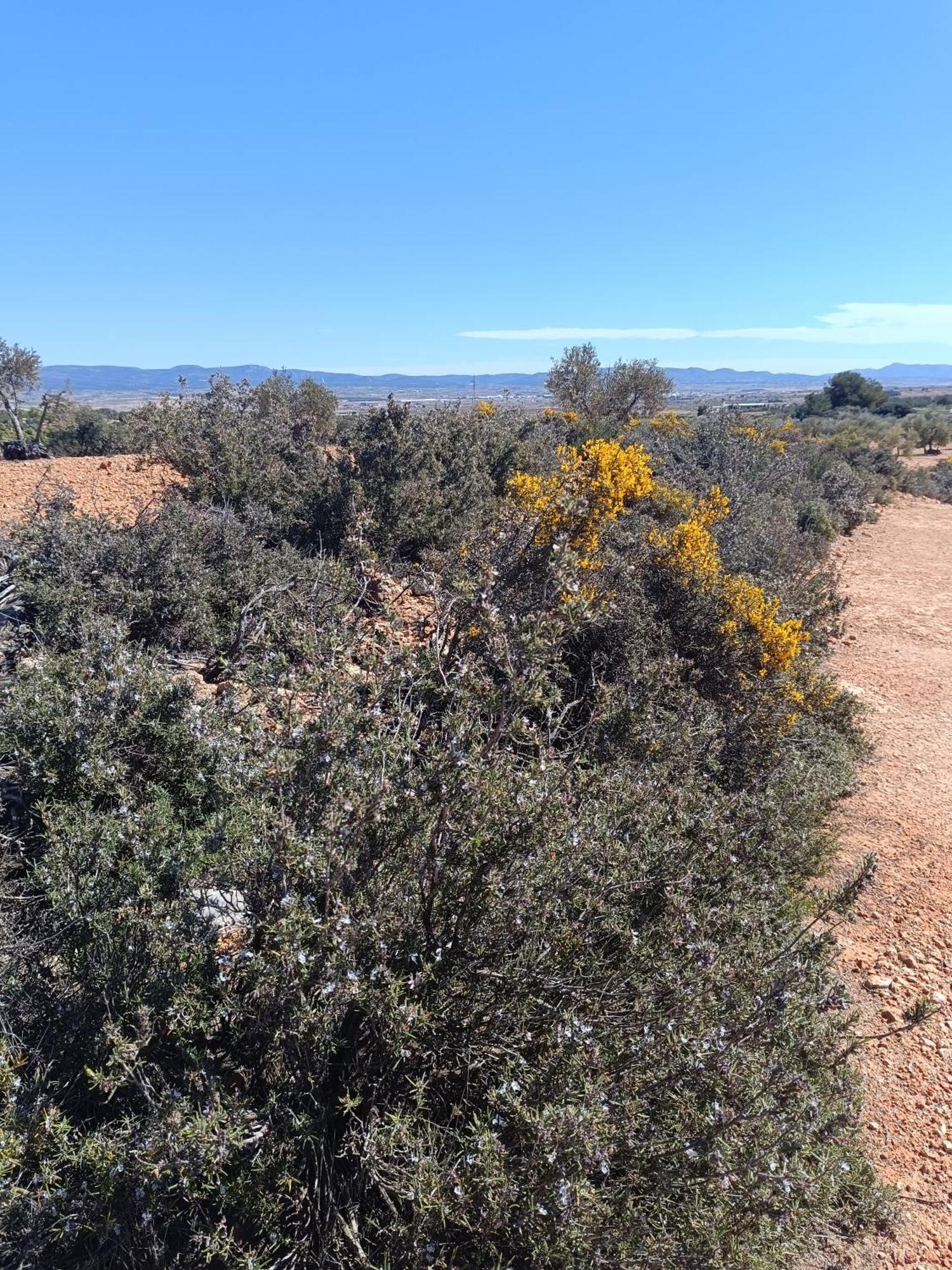Casa Rural Alegria Caudete de las Fuentes المظهر الخارجي الصورة